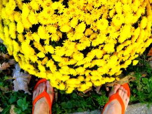 krizantém papuccsal