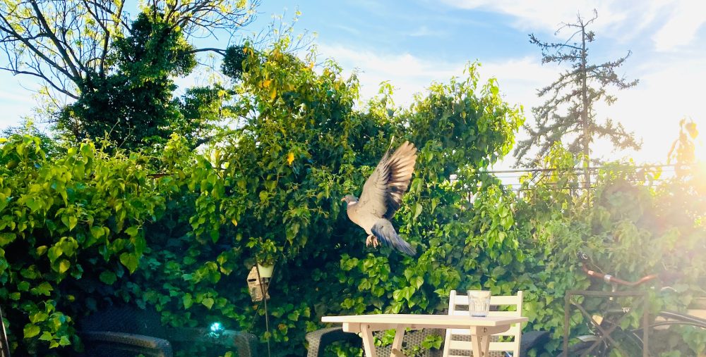 csak az olvassa. én szóltam